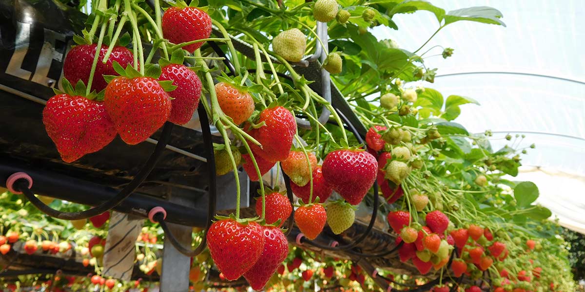 Arriva Ania®, la fragola che sa… di bosco